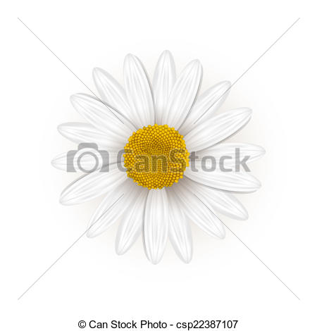 450x470 Daisy Flower.
