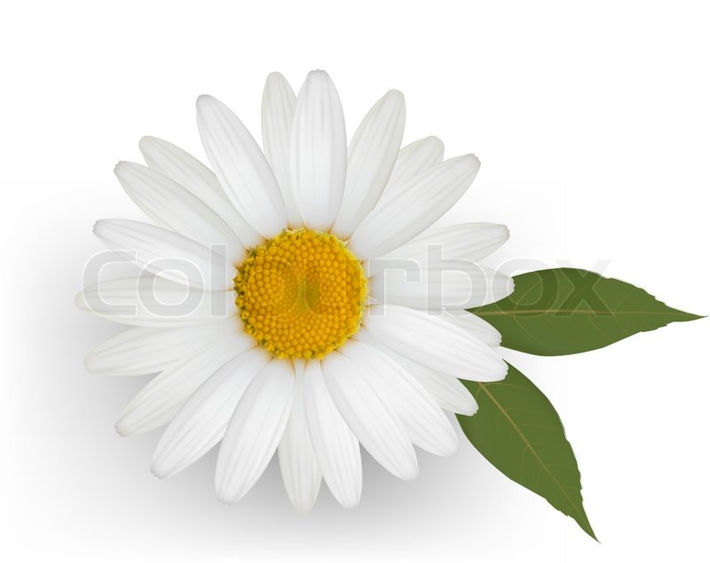 800x634 Beautiful Daisy Flower With Leaves. Vector. Stock Vector Colourbox