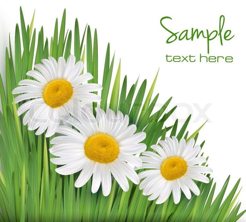 800x721 Easter Background Daisy Flowers In Green Grass Vector Illustration