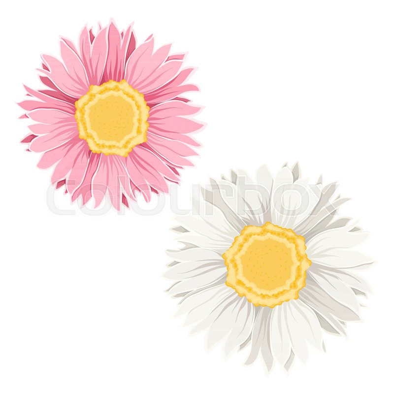 800x800 Isolated Chamomile Daisy Flowers On White Background. Detailed