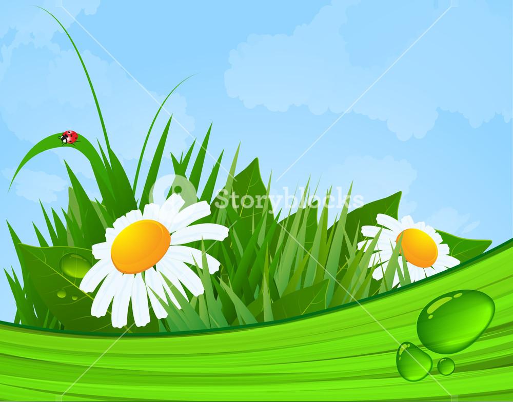 1000x784 Nice Summer Morning. Daisy Flowers. Vector Background. Royalty