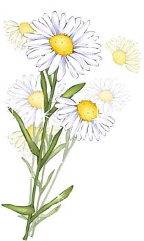 209x350 Romashka Daisy Flower 10 Free Vector 4vector