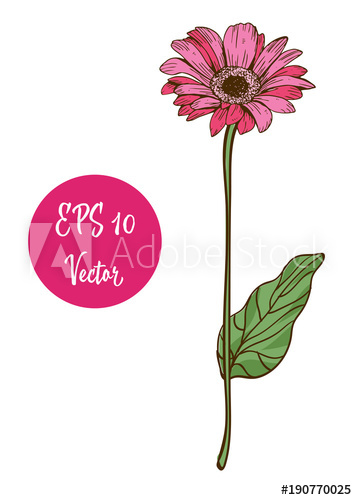 357x500 Single Pink Daisy Flower Vector Illustration, Beautiful Flower On
