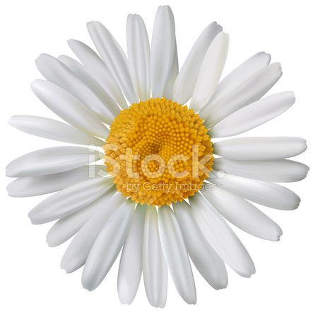 443x439 Daisy Vector Stock Vector
