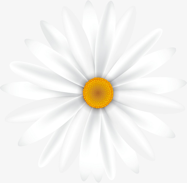 650x636 A Small White Daisy, Vector Png, Small Daisy, White Flowers Png