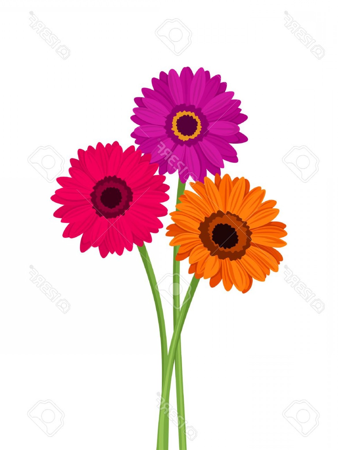 1170x1560 Photostock Vector Vector Pink Orange And Purple Gerbera Flowers