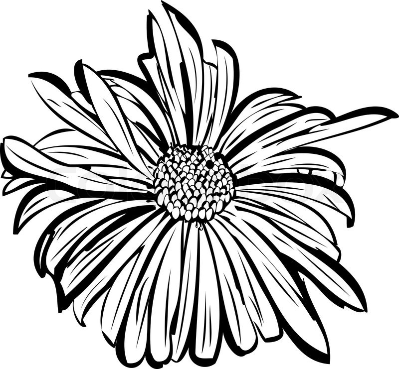 800x741 Sketch Of A Flower Garden Resembling A Daisy Stock Vector