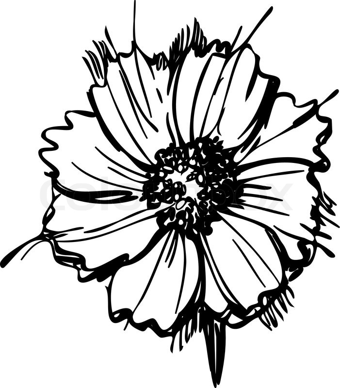 701x800 A Sketch Wild Flower Resembling A Daisy Stock Vector Colourbox