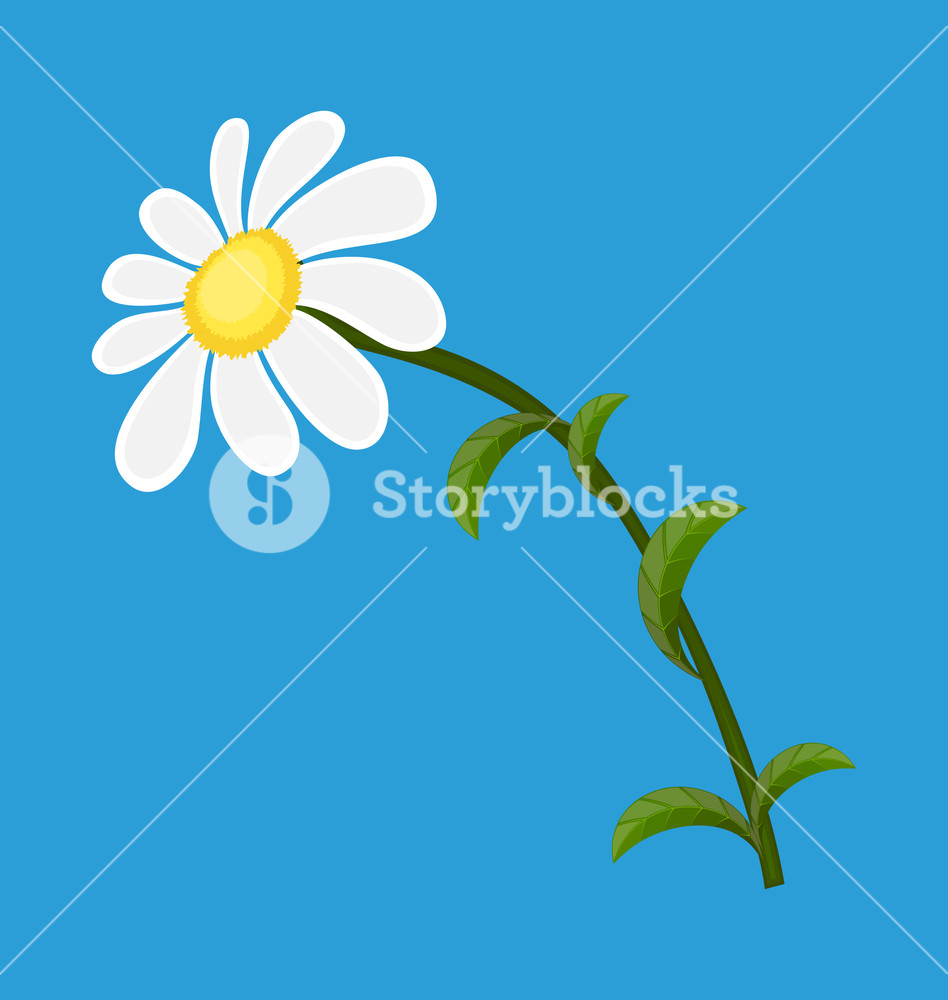 948x1000 White Daisy Vector Element Royalty Free Stock Image