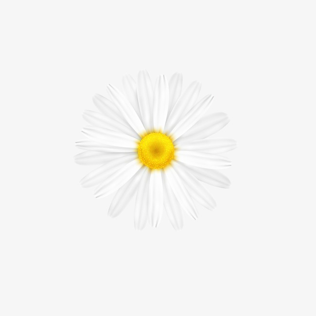 650x650 Daisy Vector, Chrysanthemum, Vector, White Png And Vector For Free