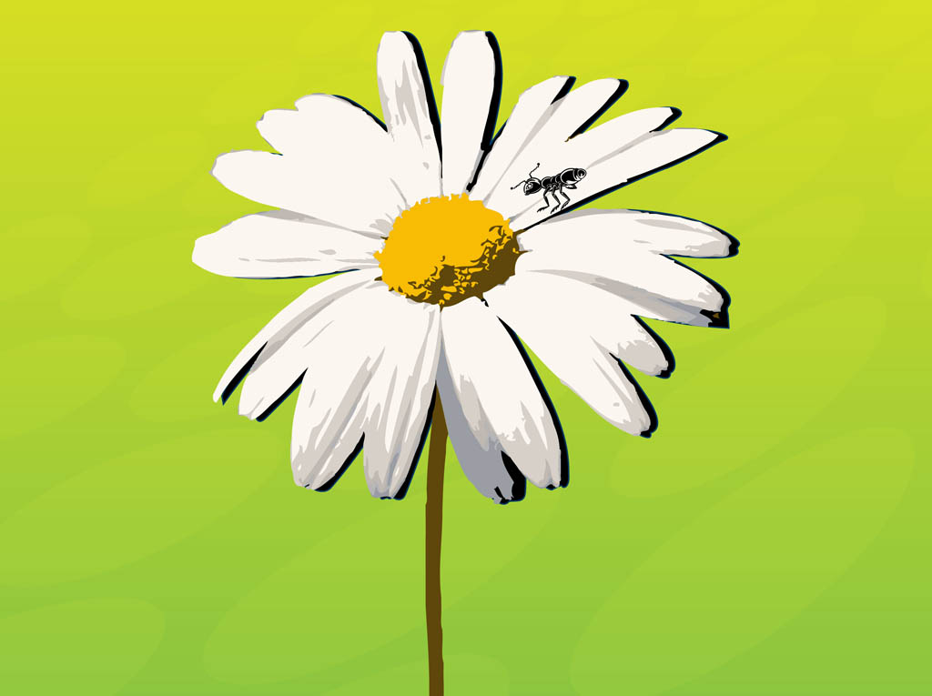 1024x765 Daisy Vector Art Amp Graphics