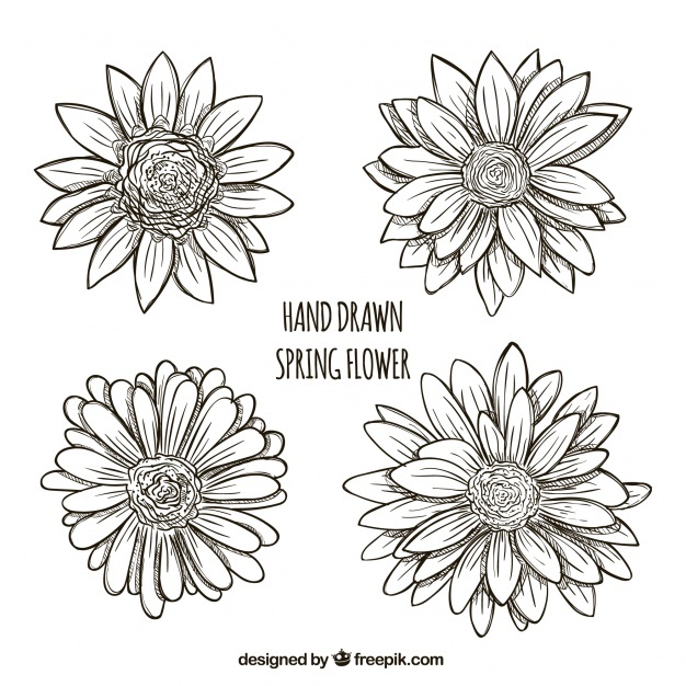 626x626 Daisy Vectors, Photos And Psd Files Free Download