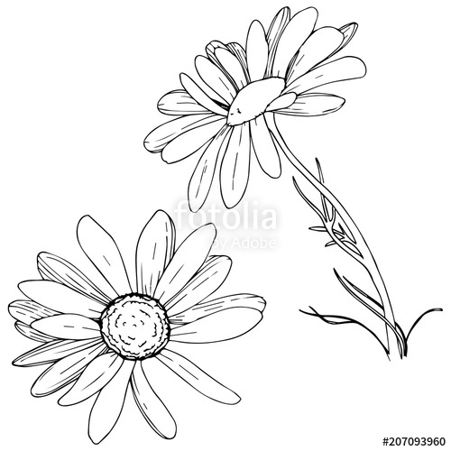 500x500 Daisy In A Vector Style Isolated. Full Name Of The Plant Daisy