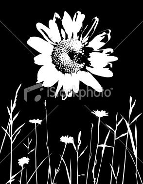 294x380 High Contrast Daisy With Silhouetted Meadow. Ai Cs3 File Included