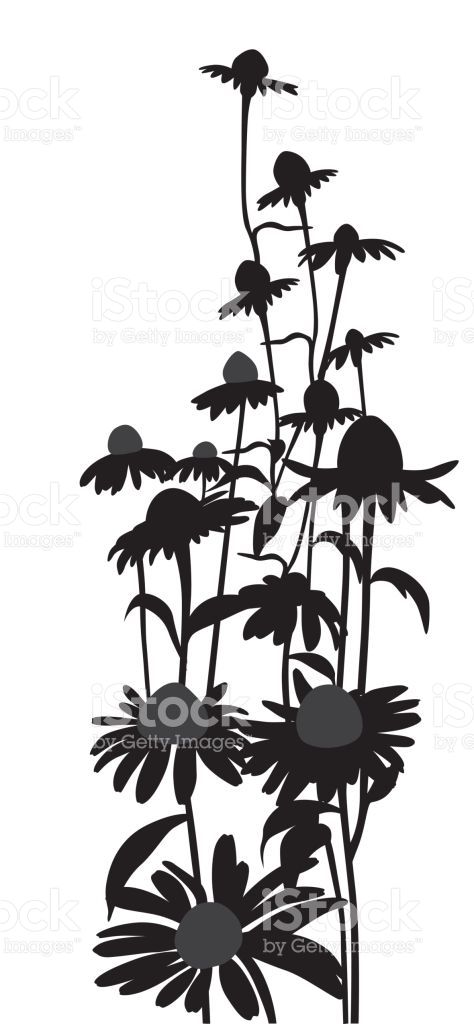 474x1024 Lovely Daisies Boarder Element In Silhouette Vector