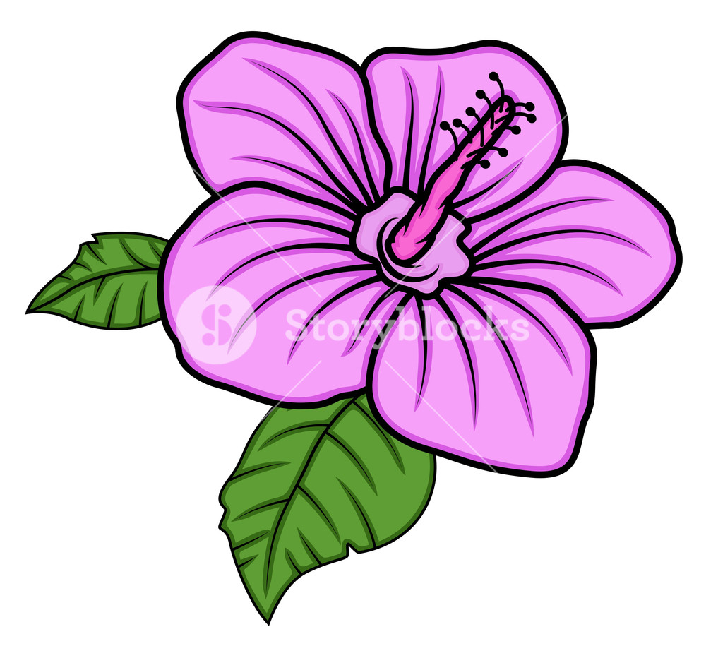 1000x932 Pink Daisy Vector Art Royalty Free Stock Image