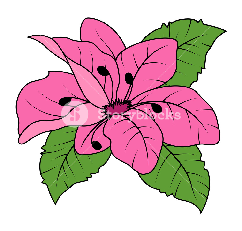 1000x956 Pink Daisy Vector Illustration Royalty Free Stock Image