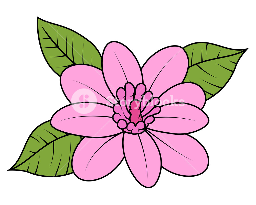 1000x802 Pink Wild Daisy Vector Illustration Royalty Free Stock Image