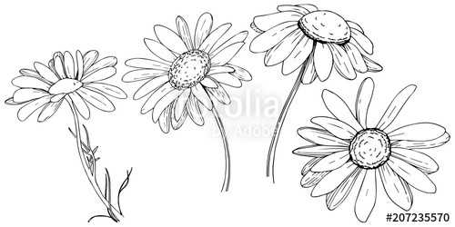 Daisy Vector Free at GetDrawings | Free download