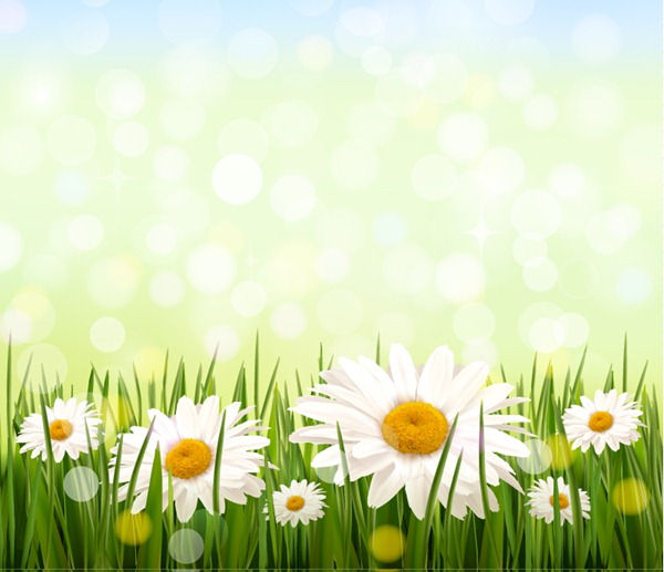 600x517 Flowers Daisies Graphics Collection My Free Photoshop World