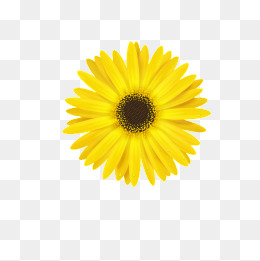 260x261 Yellow Daisy Png Images Vectors And Psd Files Free Download On