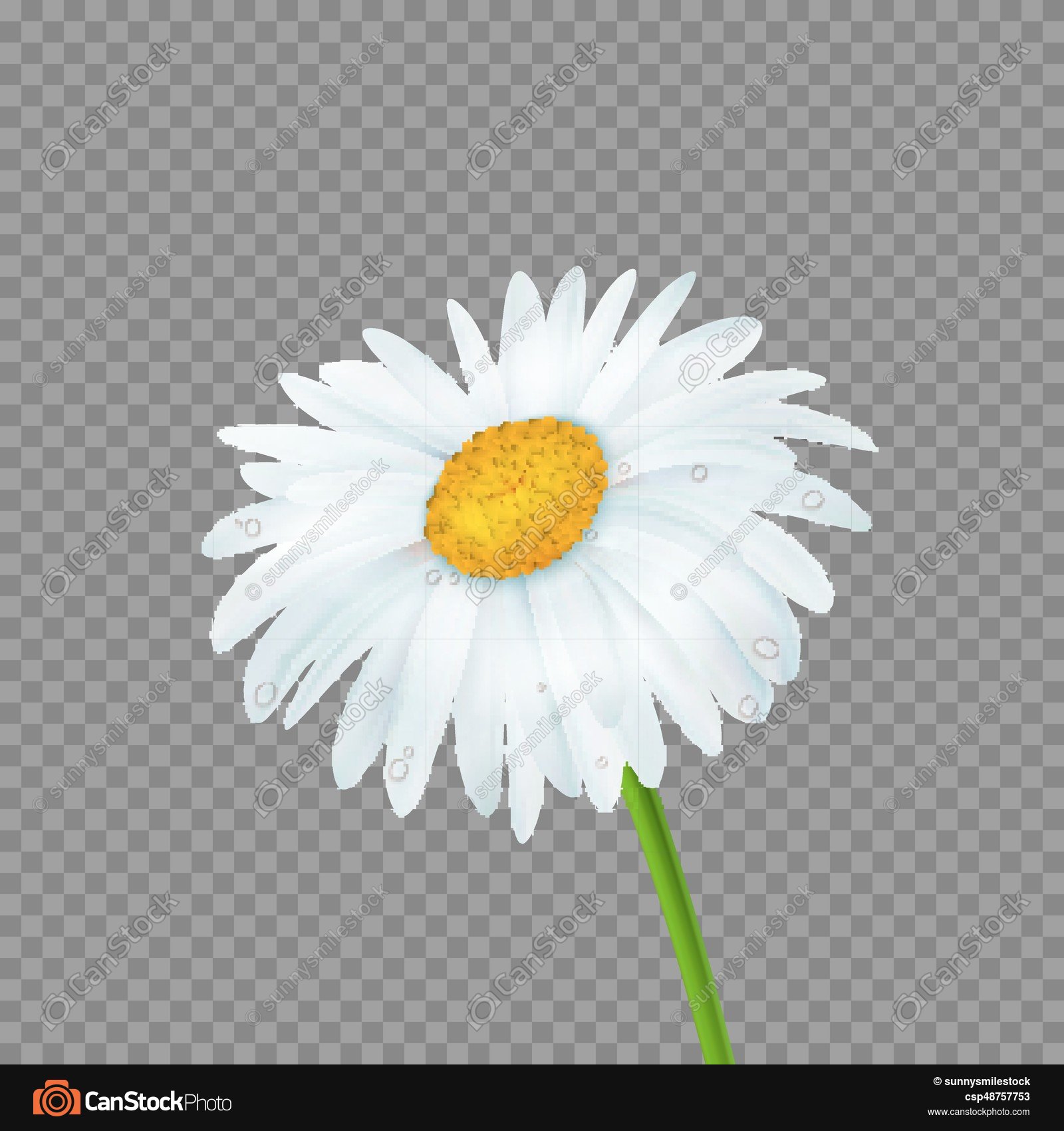 1600x1700 Daisies Clipart Realistic