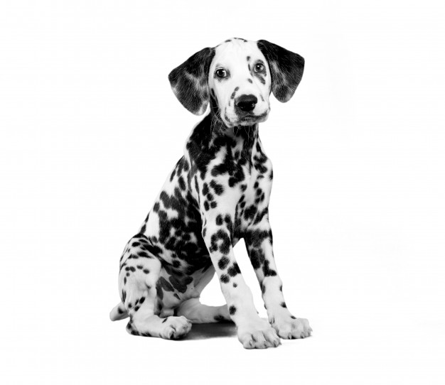 626x542 Dalmatian Vectors, Photos And Psd Files Free Download