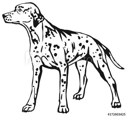 500x462 Decorative Standing Portrait Of Dog Dalmatian Vector Illustration