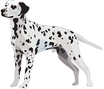 350x300 Free Dalmation Vector 5 Psd Files, Vectors Amp Graphics