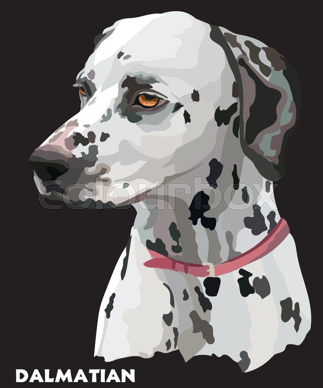 666x800 Colored Portrait Of Dalmatian Vector Illustration On Black
