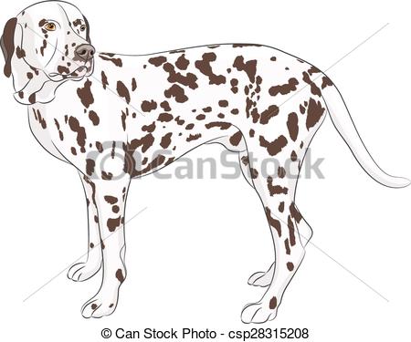 450x375 Vector. Dalmatian. Large Dog Breed Dalmatian Isolated On A White