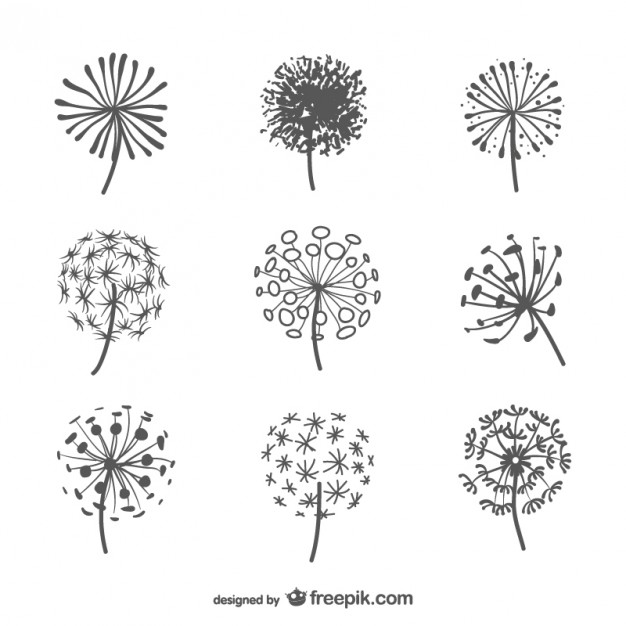 626x626 Dandelion Vectors, Photos And Psd Files Free Download