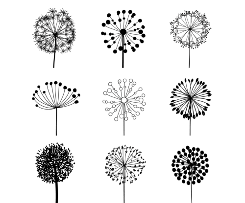 500x415 Different Dandelion Vector Material Free Download