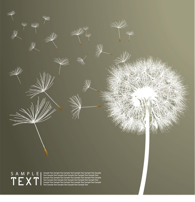 676x703 Free Dandelion Vector 3 Psd Files, Vectors Amp Graphics