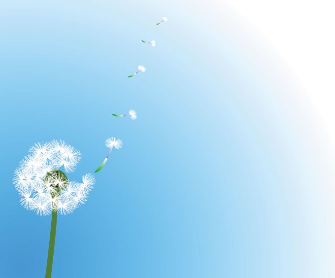 680x564 Free Dandelion Vector With Flying Seeds (Free) Psd Files, Vectors
