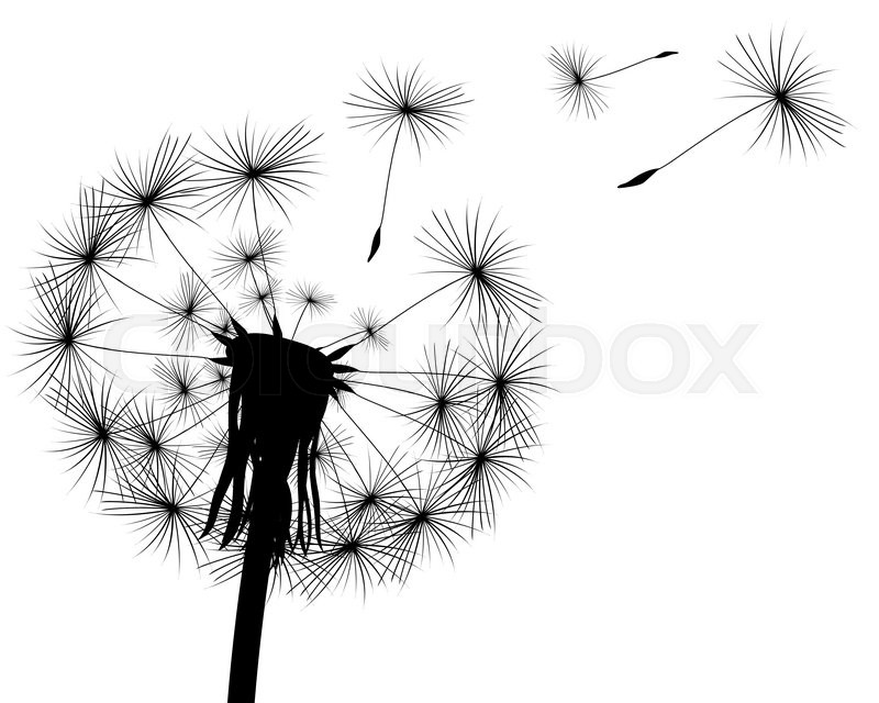 800x640 Silhouette With Flying Dandelion Stock Vector Colourbox