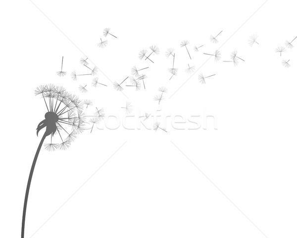 600x480 Vector Dandelion Vector Illustration Ramona Kaulitzki