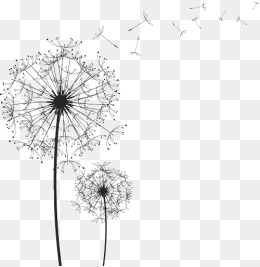 260x267 Dandelion Vectors, 332 Graphic Resources For Free Download