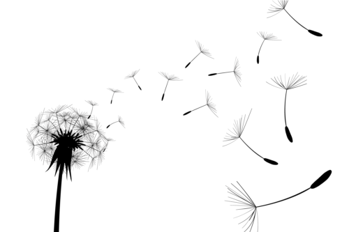 500x333 Dandelion Black Illustration Vector 01 Free Download