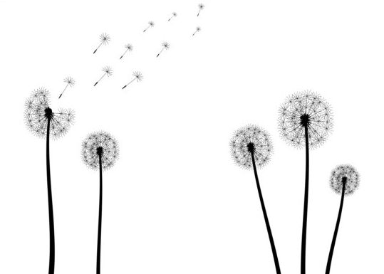 539x385 Dandelion Black Vector Illustration 02 Free Download