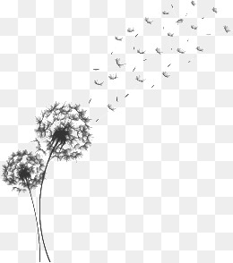 260x294 Hand Painted Dandelion Png Images Vectors And Psd Files Free