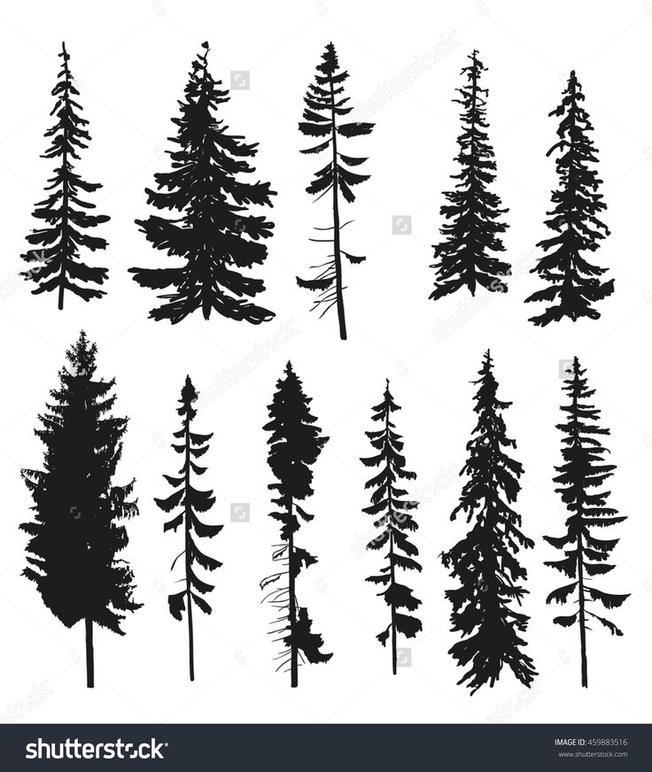 736x872 Pine Tree Clipart Dark Forest