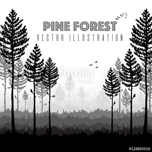 500x500 Vector Pine Forest Landscape. Beautiful Hand Drawn Illustration