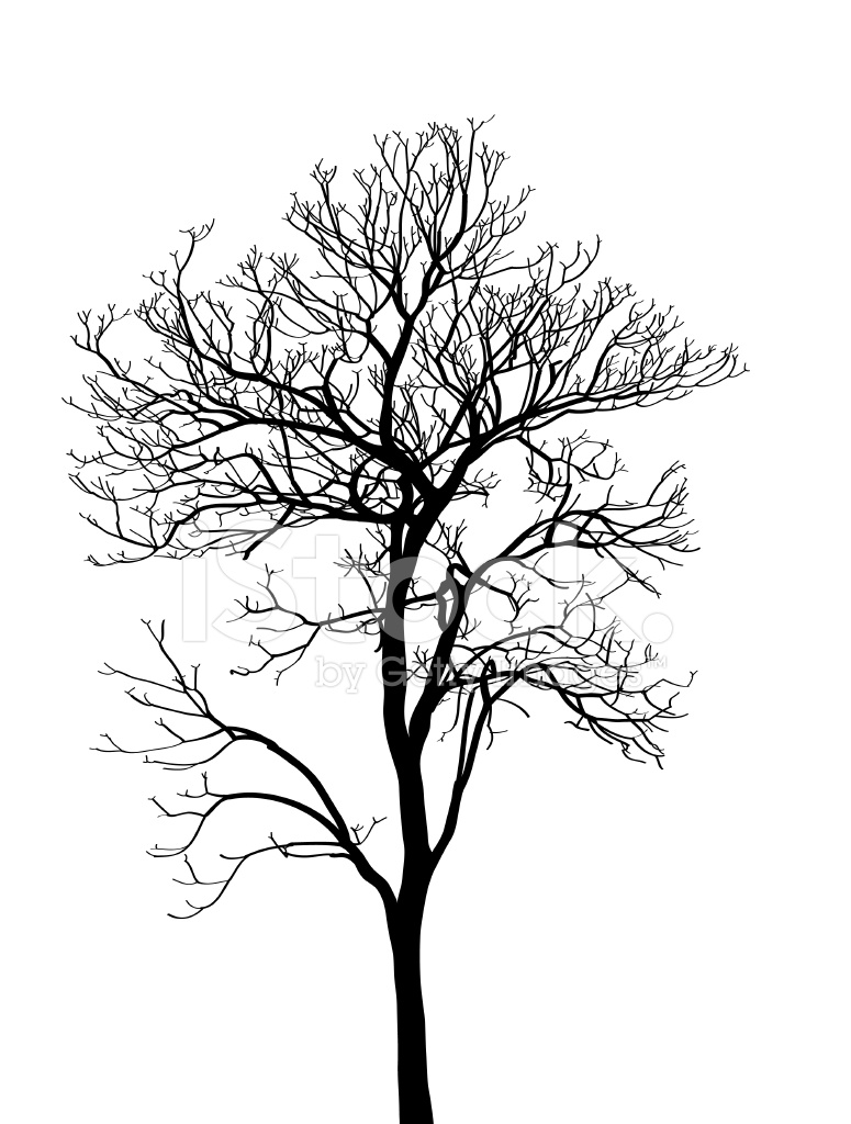 775x1024 Dead Tree Without Leaves Vector Illustration Stock Vector