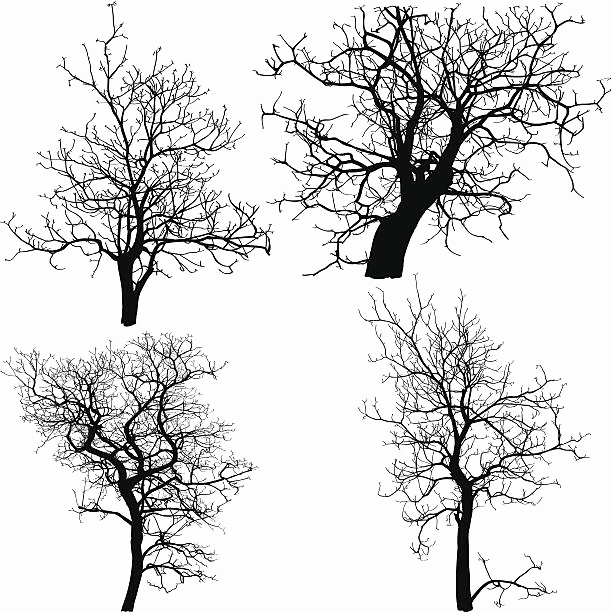 612x612 Tree Outline Printable Lovely Dead Tree Outline Awesome Royalty