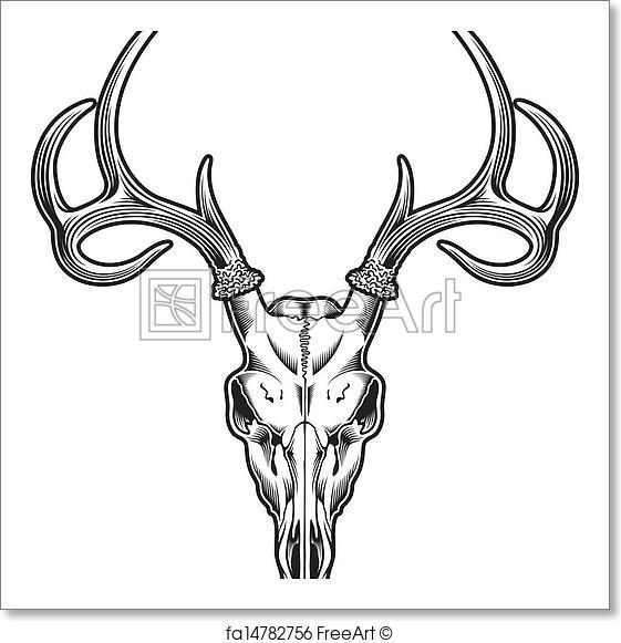 561x581 Free Art Print Of Deer Skull Vector. Editable Vector Illustration
