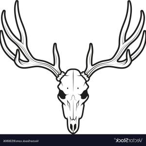 300x300 White Tail Deer Skull Vector Arenawp