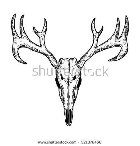 Whitetail Deer Vector at GetDrawings | Free download