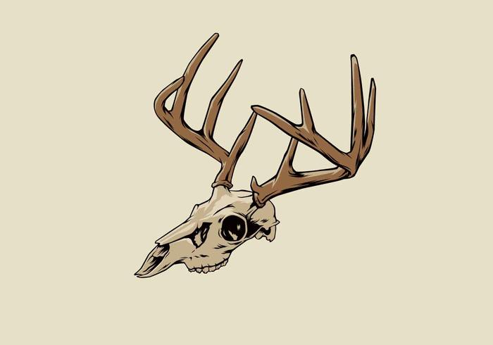 700x490 Deer Skull Vector Illustration
