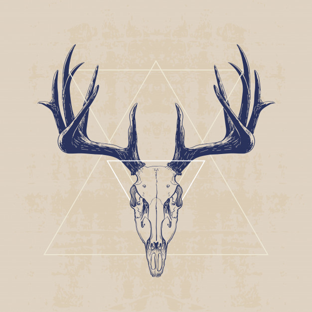 626x626 Deer Skull Vector Premium Download